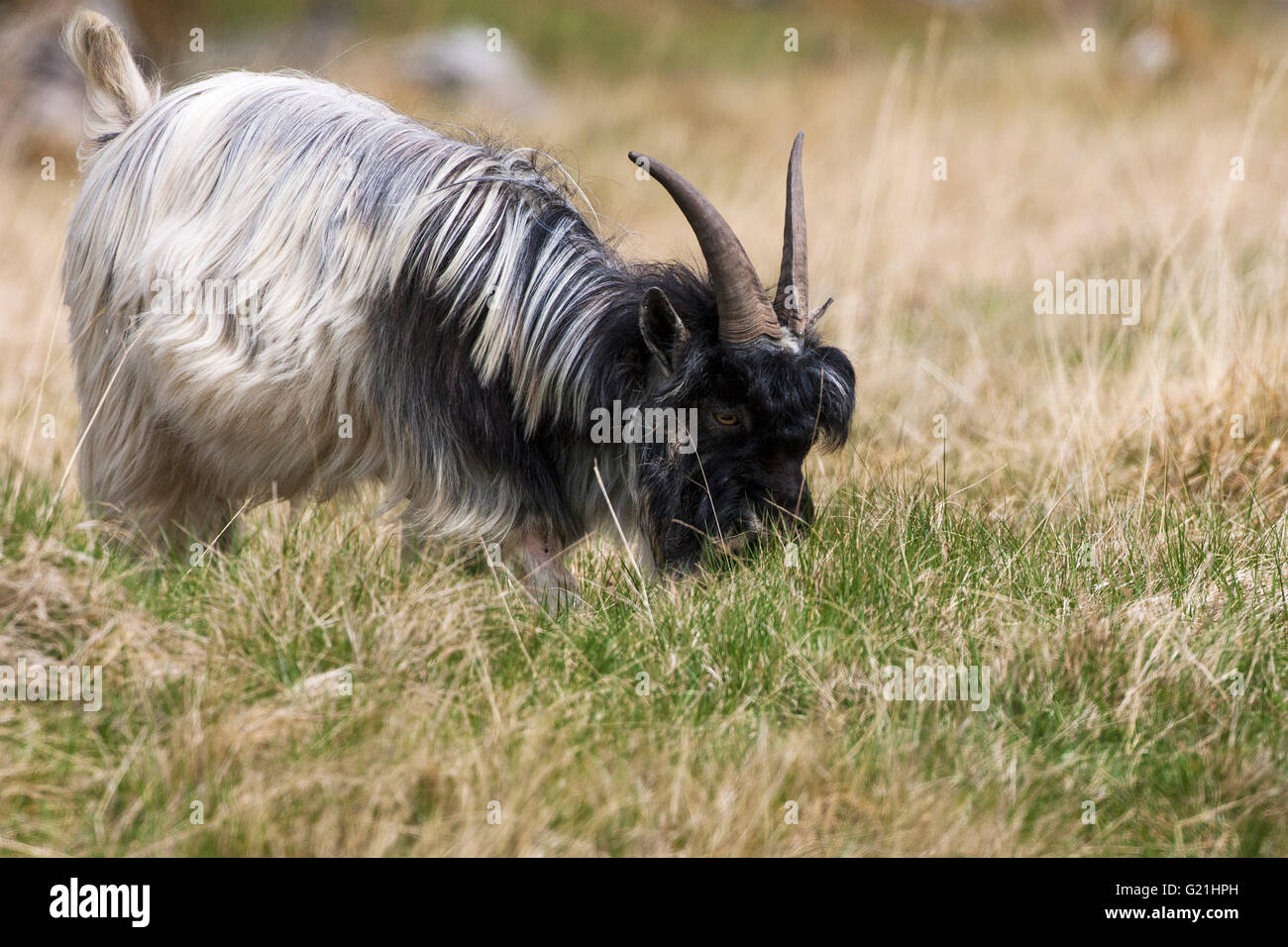 Feral goat feeding on rough grassland Strathdearn Highland Region Scotland UK Stock Photo