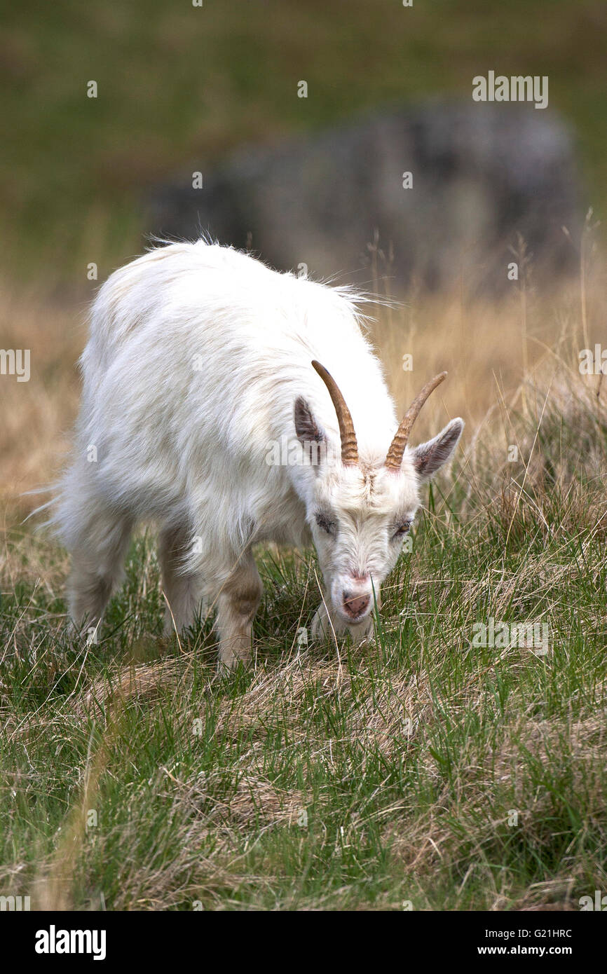 Feral goat feeding on rough grassland Strathdearn Highland Region Scotland UK Stock Photo