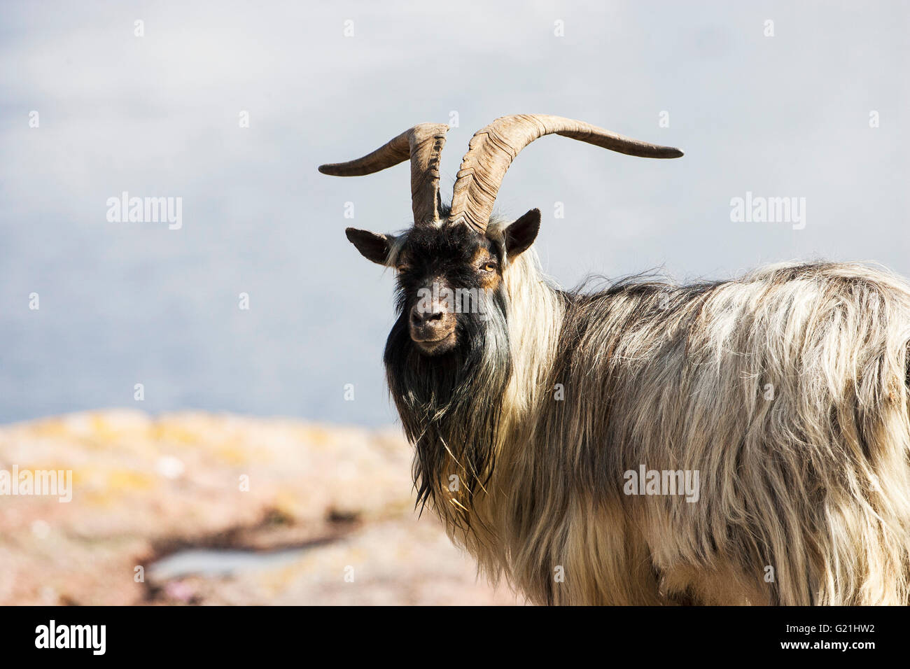 Feral goat on stony beach near Glengalmadale Kingairloch Argyllshire Scotland UK Stock Photo
