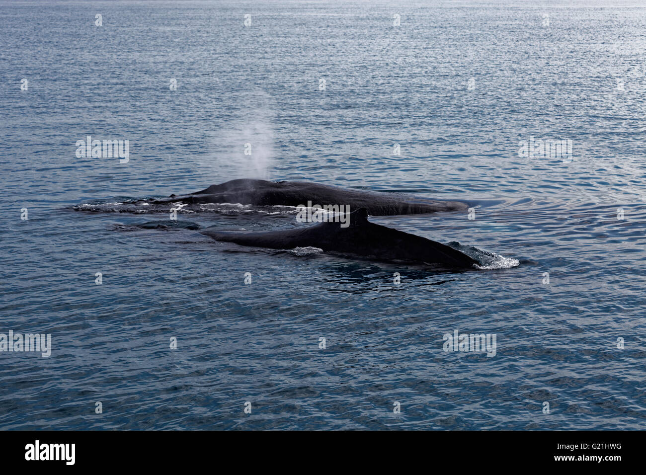 Humpback whale (Megaptera novaeangliae) with blow, two adult animals, Silver Bank, Silver and Navidad Bank Sanctuary Stock Photo