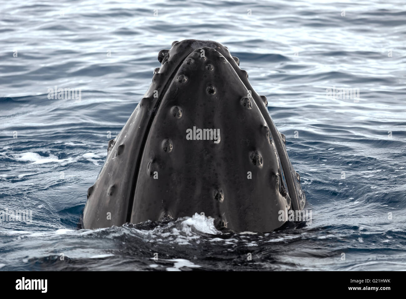 Humpback whale (Megaptera novaeangliae), mouth, skin with bumps protruding from the sea, Spy hop behavior, perceives the Stock Photo