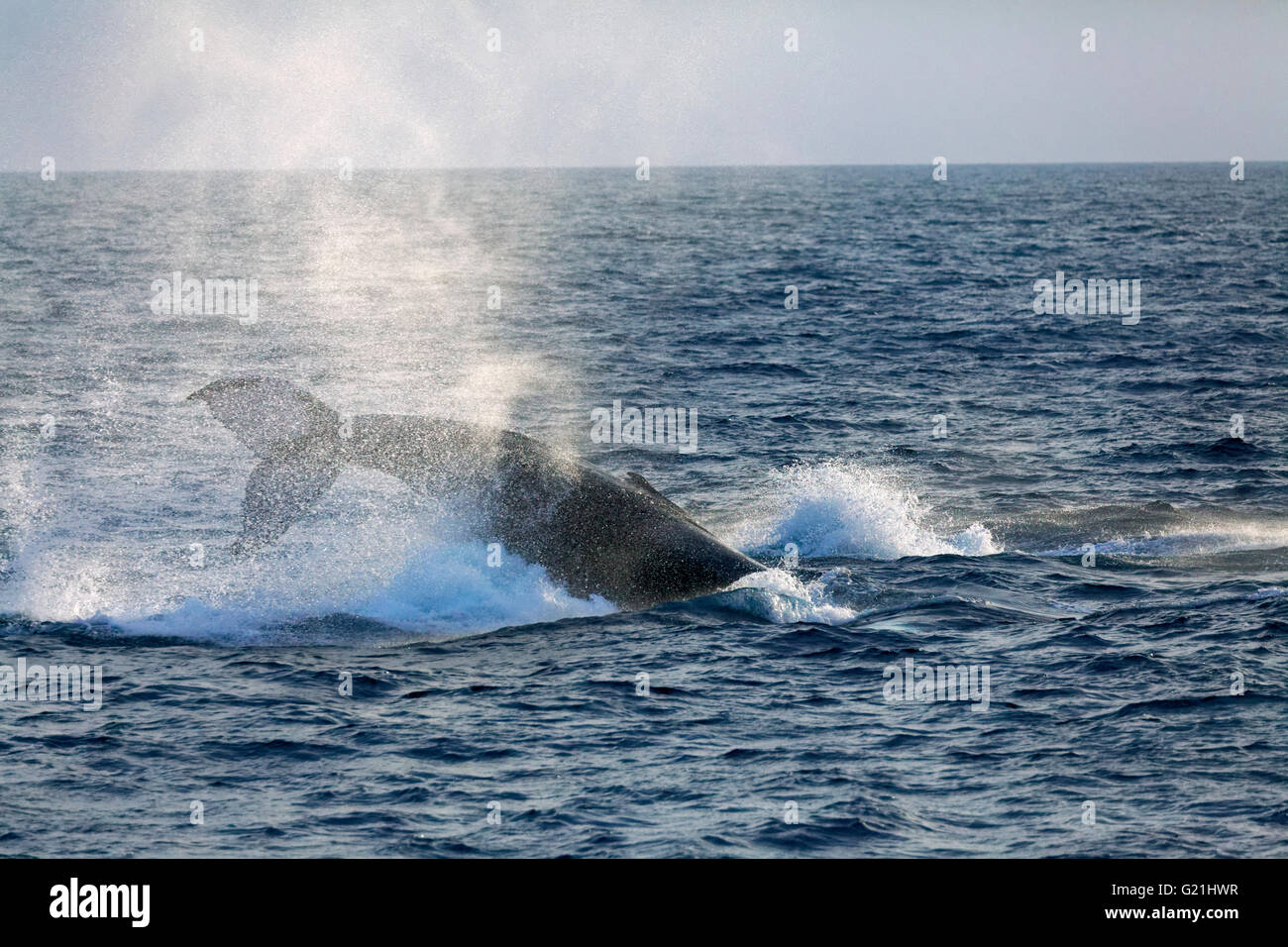 Humpback whale (Megaptera novaeangliae) species-typical behavior, hitting tail on water surface, tail slapping, Silver Bank, Stock Photo