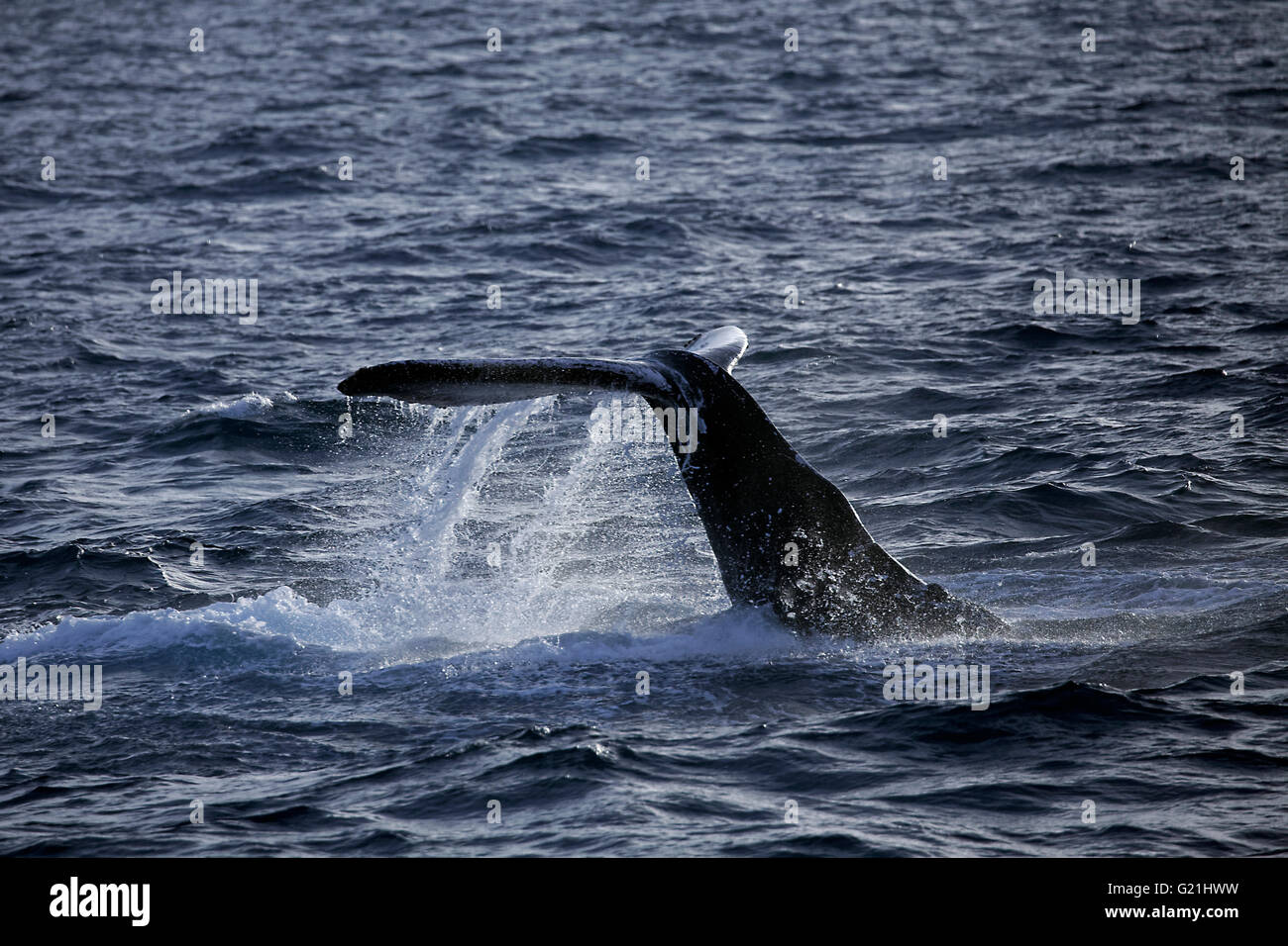 Humpback whale (Megaptera novaeangliae) species-typical behavior, hitting tail on water surface, tail slapping, Silver Bank, Stock Photo