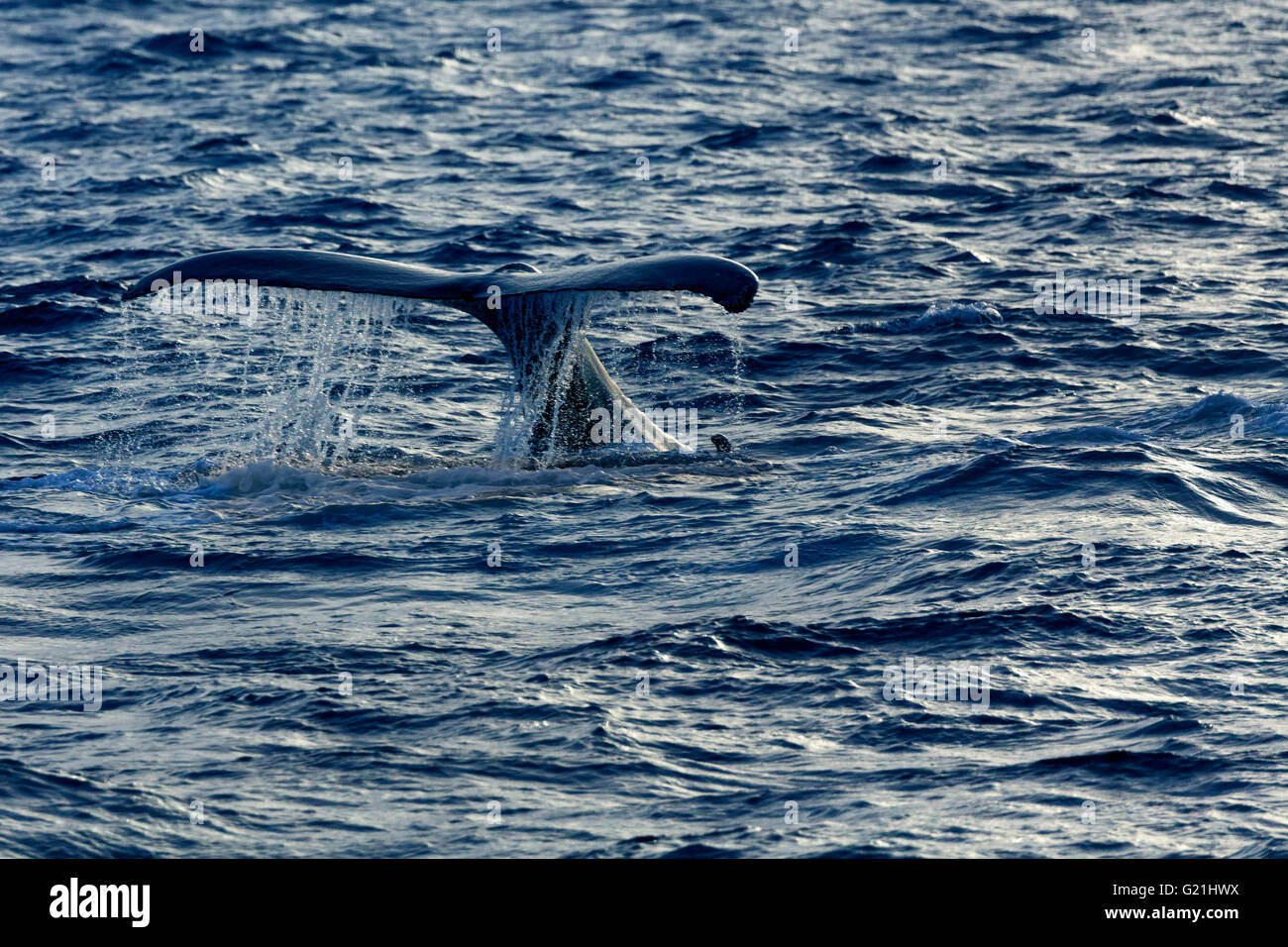 Humpback whale (Megaptera novaeangliae), Fluke, Silver Bank, Silver and Navidad Bank Sanctuary, Atlantic Ocean Stock Photo