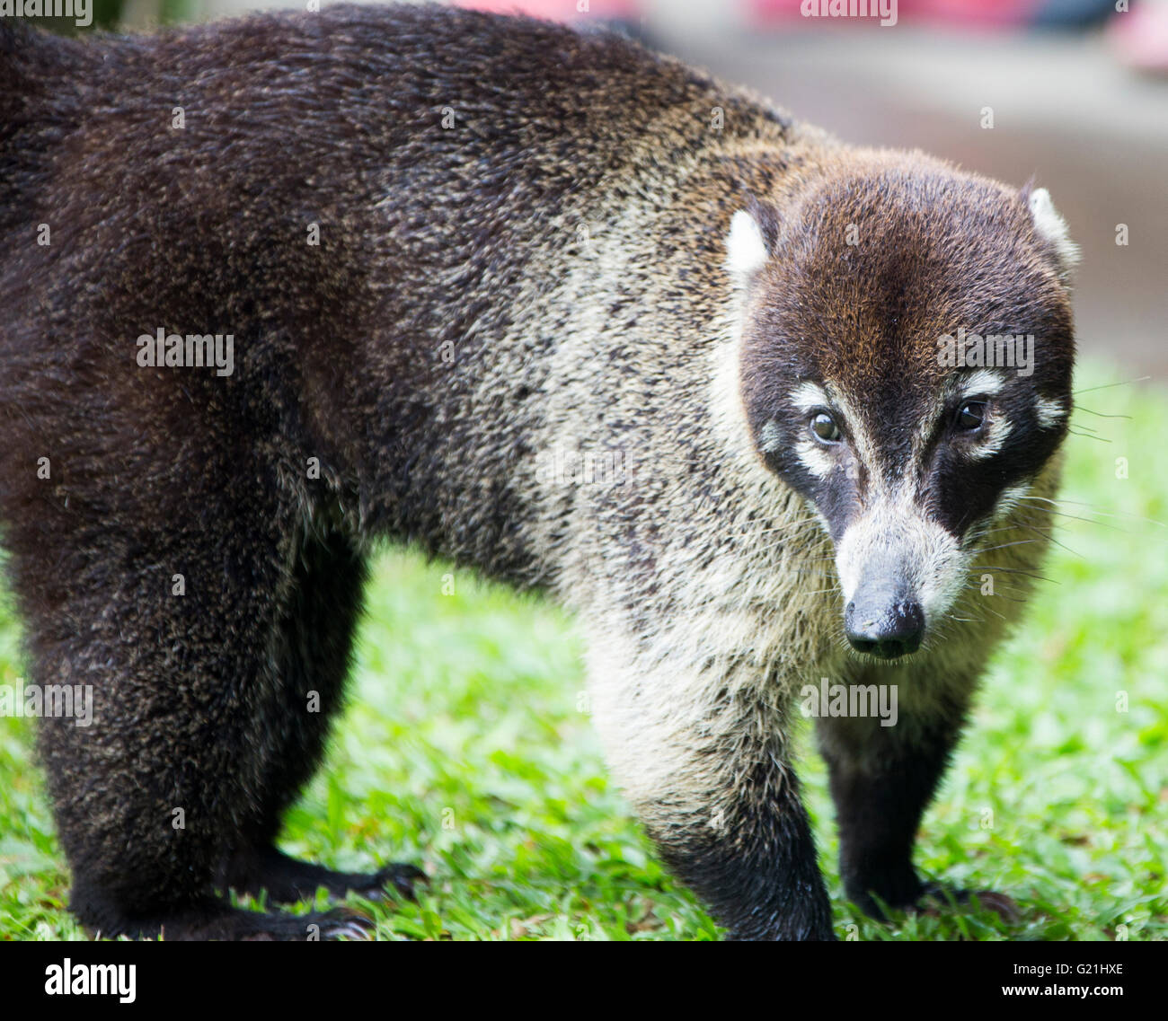 White-nosed Coati (Nasua narica) Near Vulcan Arenal, Costa Rica ...