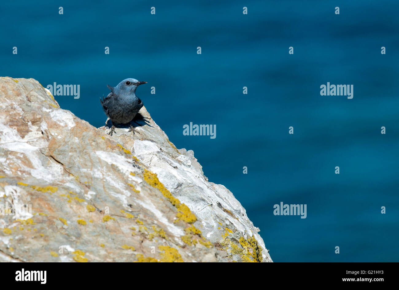 Blue rock thrush (Monticola solitarius) sitting on rock, Sardinia, Italy Stock Photo