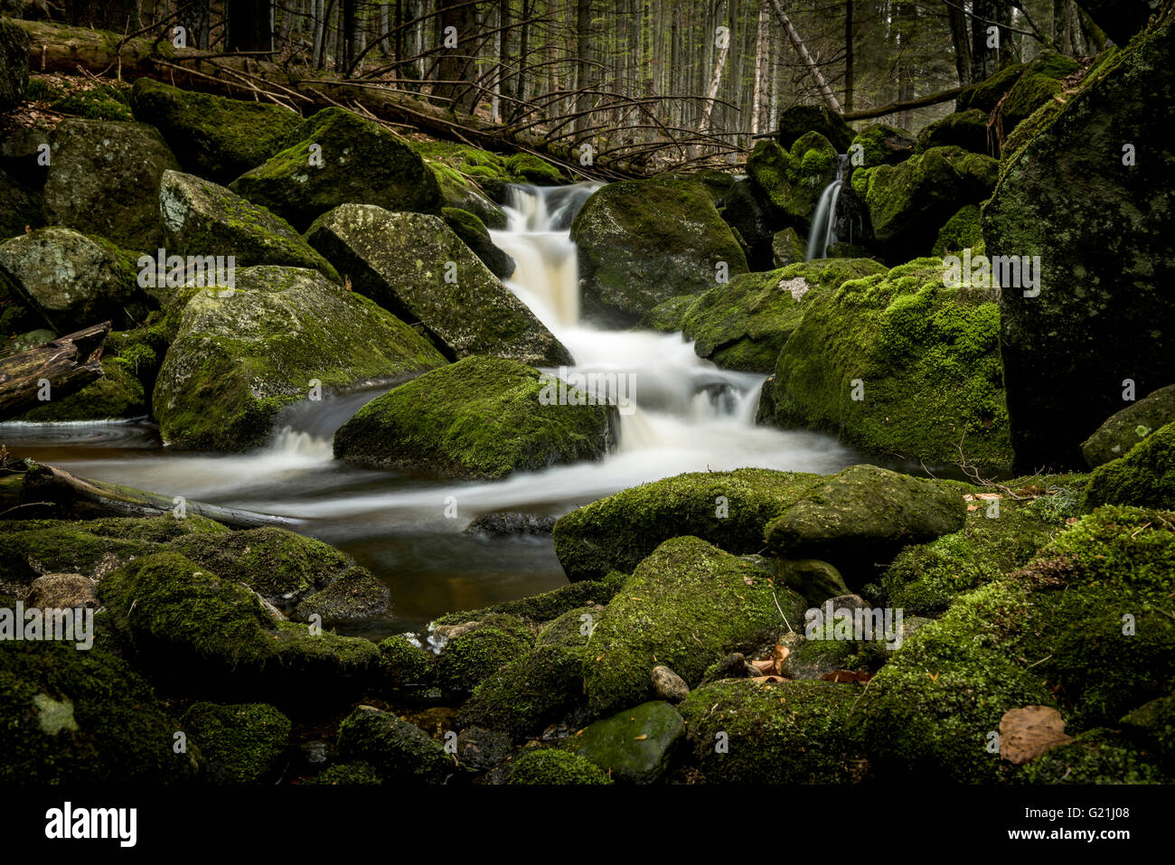 Mountain stream with mossy stones in mountain forest, Grafenau, Freyung-Grafenau, Bavarian Forest, Lower Bavaria, Germany Stock Photo