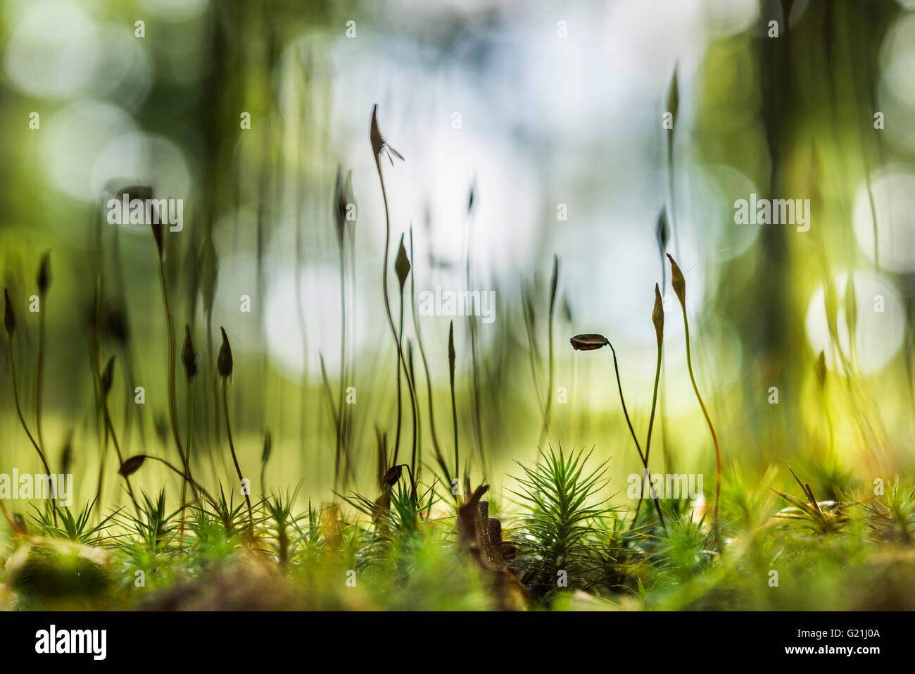 Moss, spore capsules on forest floor, Grafenau, Freyung-Grafenau, Bavarian Forest, Lower Bavaria, Germany Stock Photo