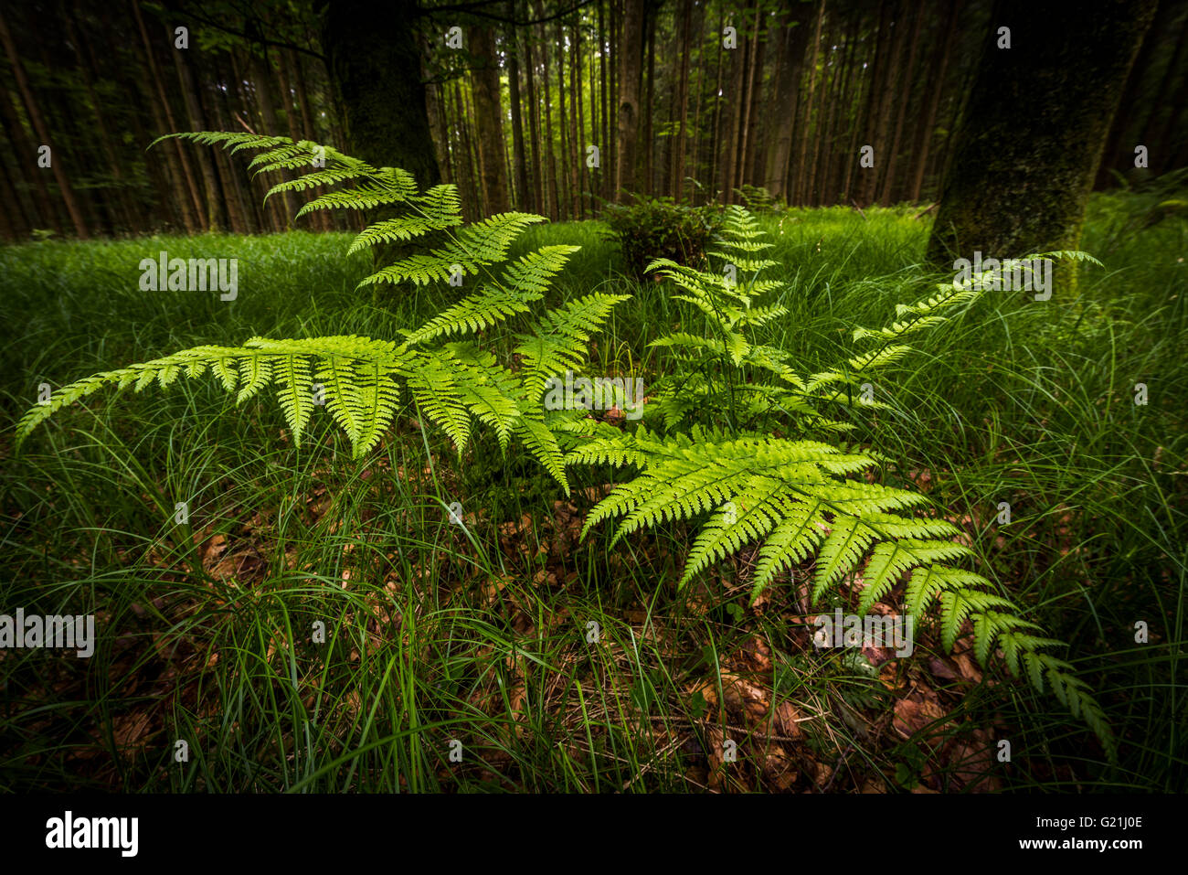 Genuine fern (Polypodiopsida, = Filicopsida) in front of spruce forest, Grafenau, Freyung-Grafenau, Bavarian Forest Stock Photo