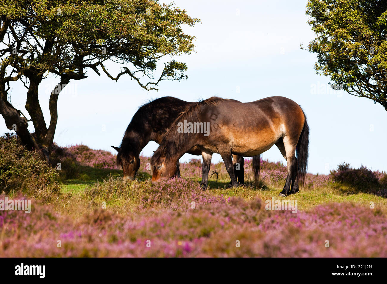 Exmoor ponies grazing, Blooming heather, moorland, Exmoor National Park, Somerset, England, United Kingdom Stock Photo