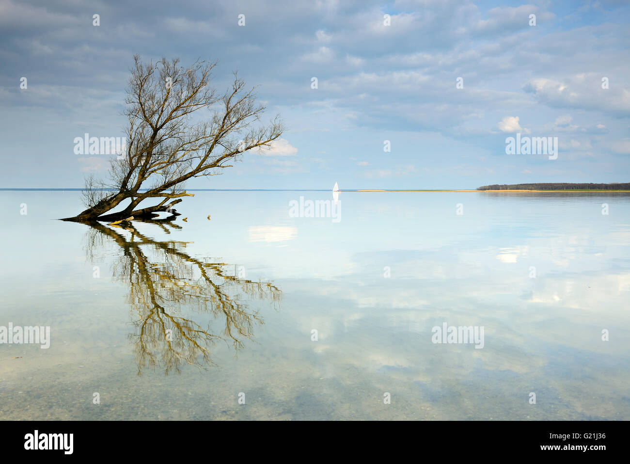 Dry tree trunk lying in the water, clouds are reflected, Müritz, near Röbel, Mecklenburg-Western Pomerania, Germany Stock Photo