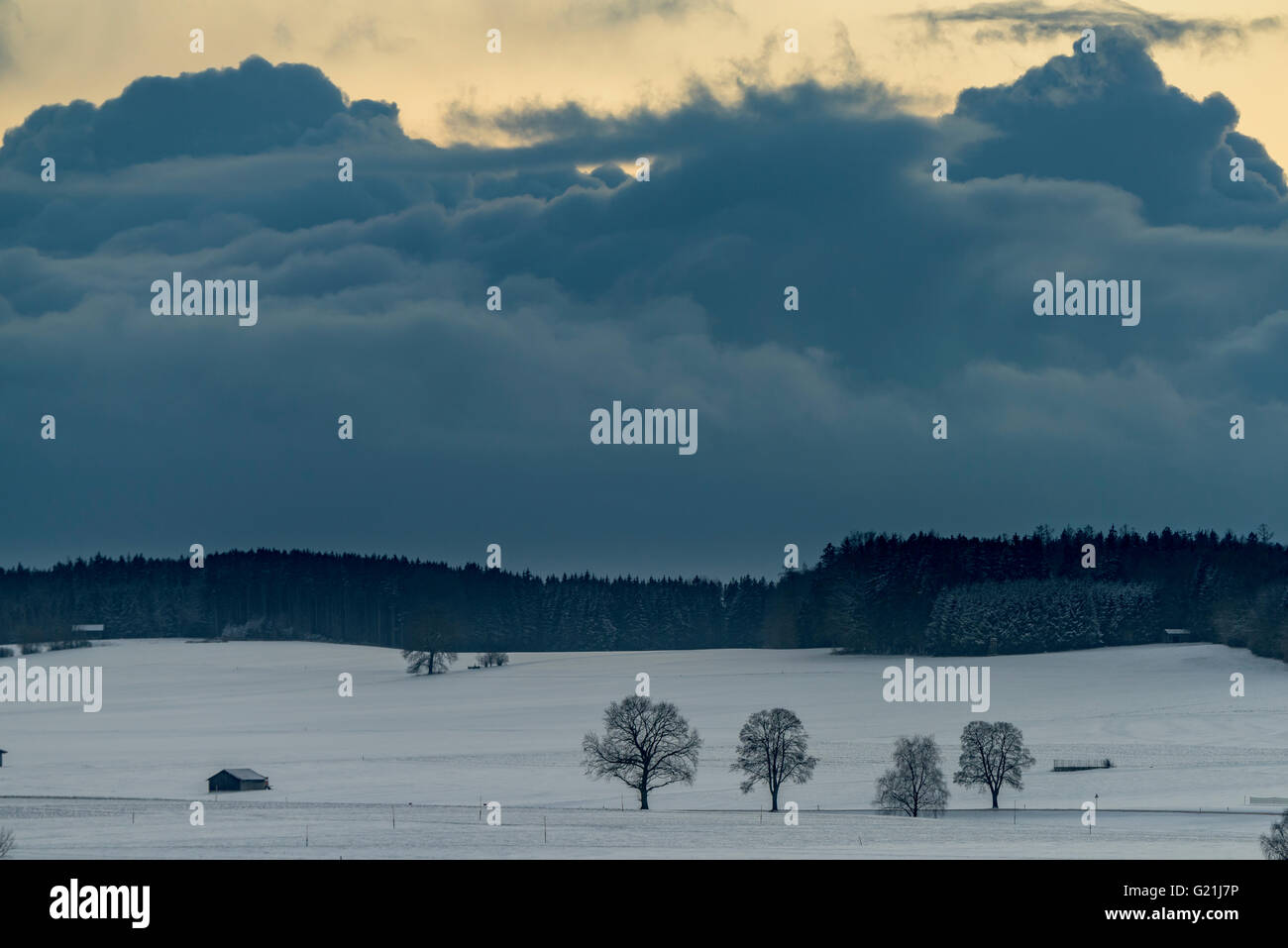 Trees in wintry landscape with dramatic sky, Stetten, Unterallgäu District, Bavaria, Germany Stock Photo