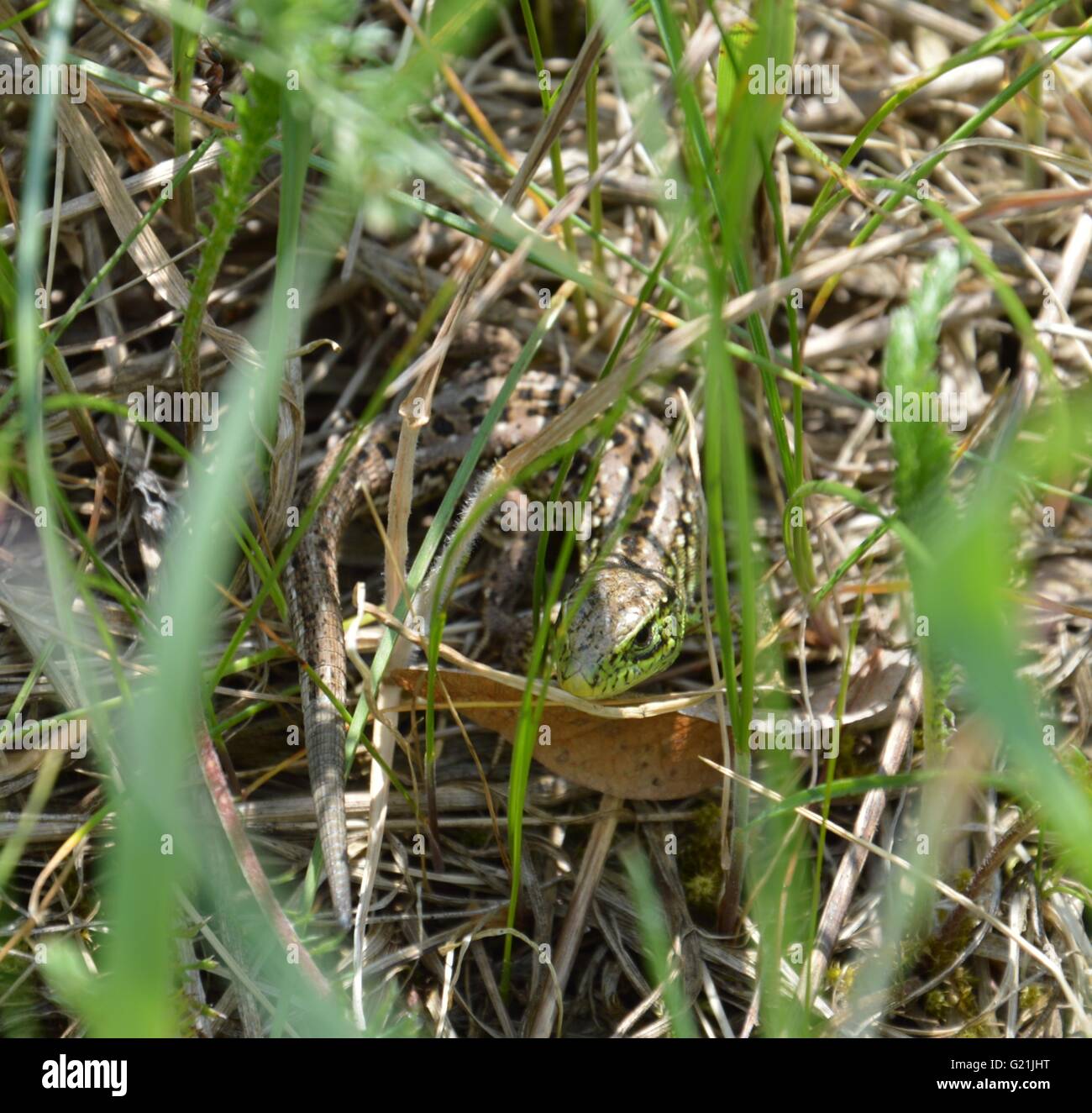 Lizard hidden in grass Stock Photo