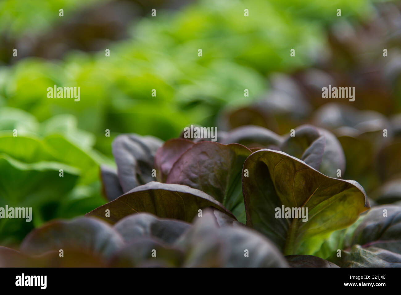 Lettuce hydroponic crops Stock Photo Alamy