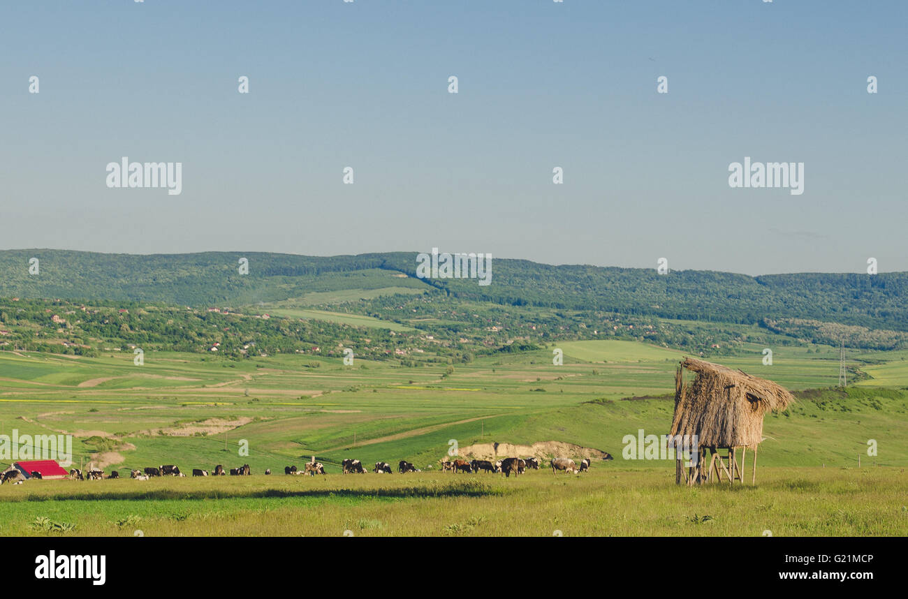 Green grass pasture cows hi-res stock photography and images - Alamy