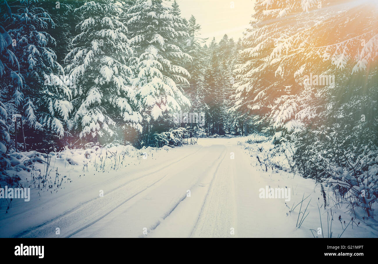 Winter landscape. Road covered in snow in dense forest. Stock Photo