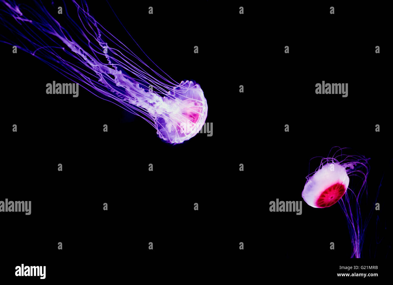 Beautiful pink jellyfish isolated on black background Stock Photo