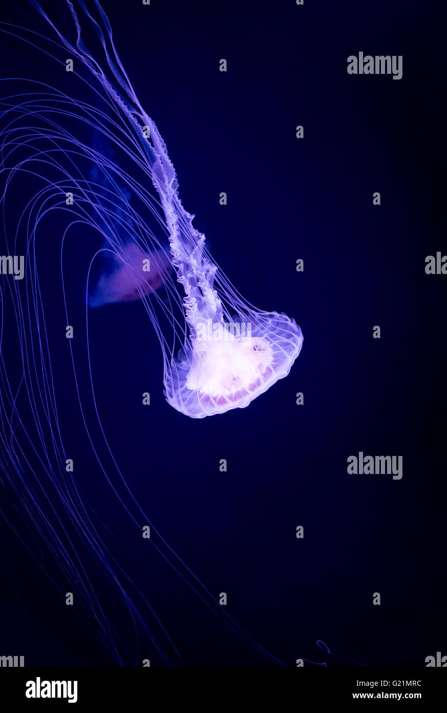 Glowing jellyfish swimming in deep blue sea Stock Photo - Alamy