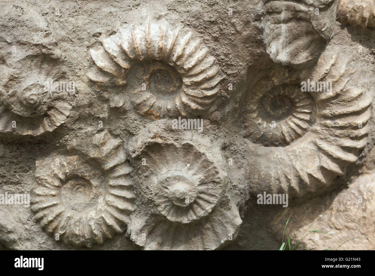 Scaphites from the family of heteromorph ammonites widespread during the Cretaceous Period found as fossils in Morocco, North Af Stock Photo