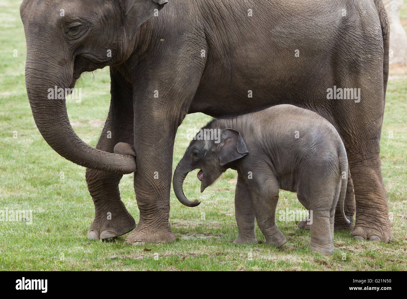 One-month-old Indian elephant (Elephas maximus indicus) named Maxmilian with its mother Janita at Prague Zoo, Czech Republic. Stock Photo