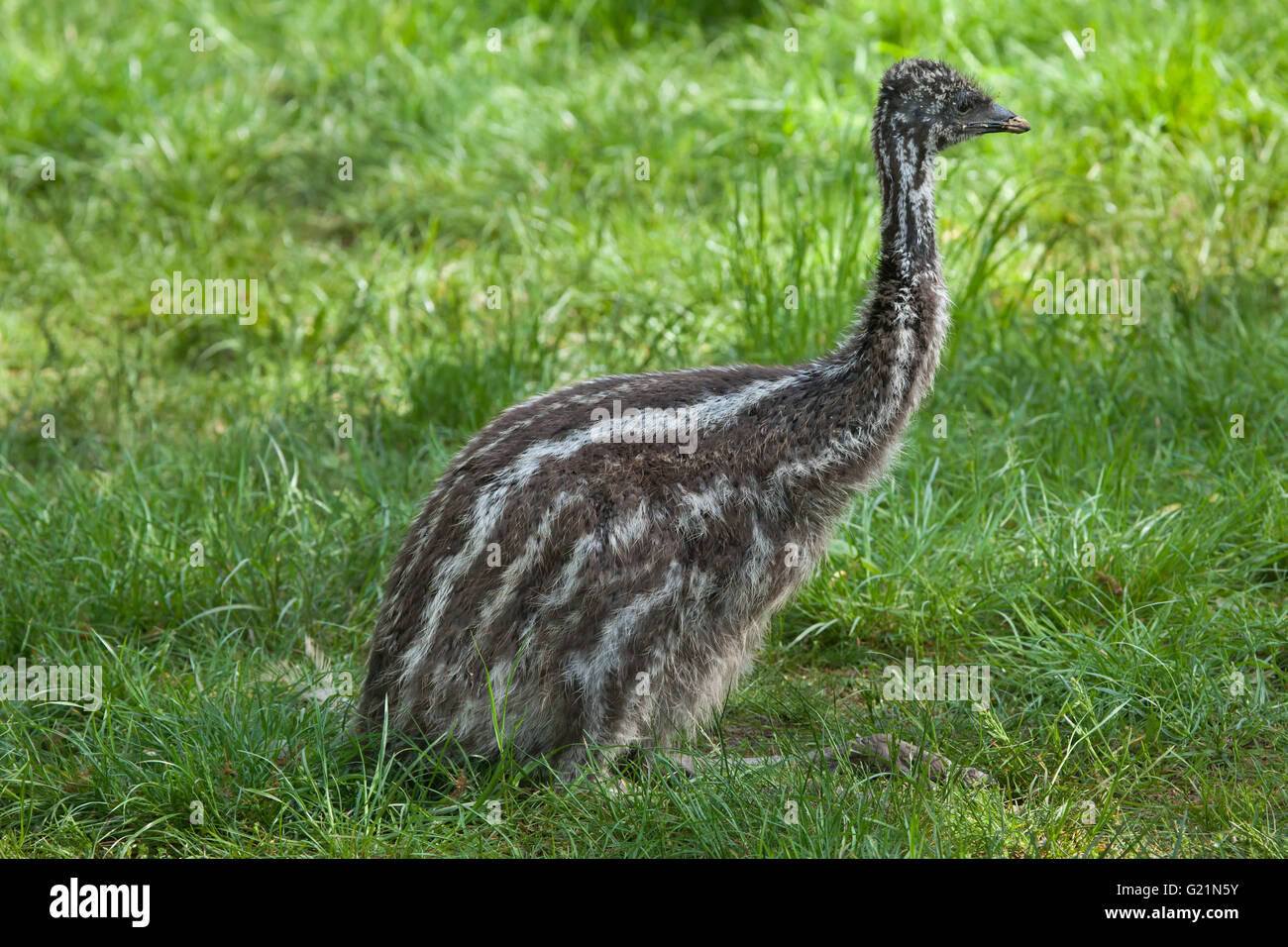 Two-month-old emu (Dromaius novaehollandiae) at Prague Zoo, Czech Republic. The chick hatched at the turn of February and March Stock Photo