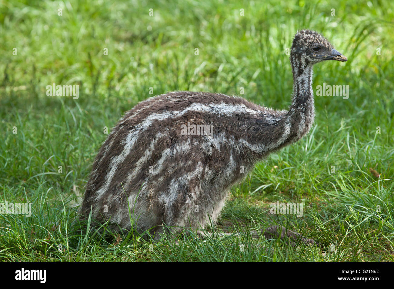Two-month-old emu (Dromaius novaehollandiae) at Prague Zoo, Czech Republic. The chick hatched at the turn of February and March Stock Photo