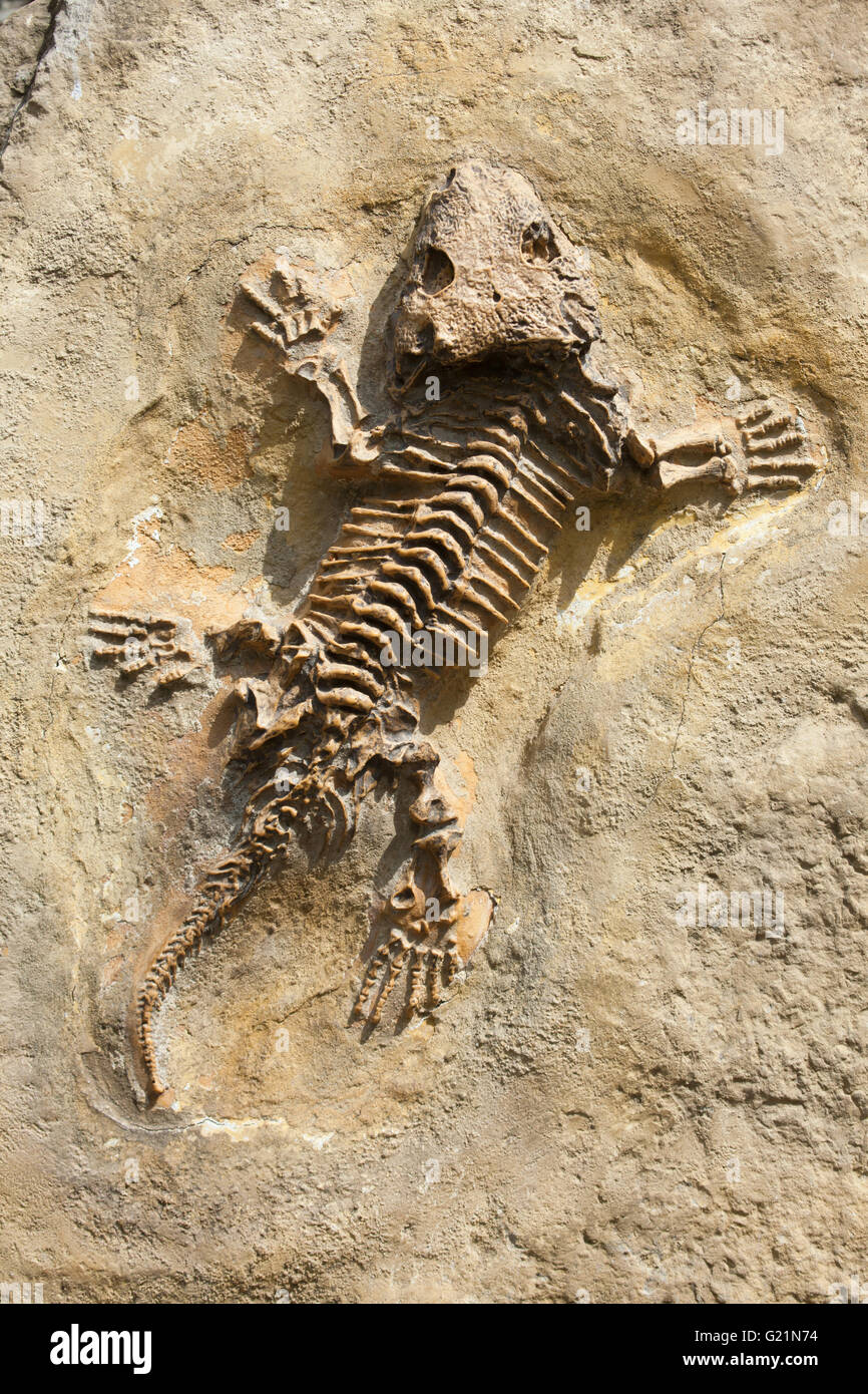 Seymouria (Seymouria baylorensis) from the Early Permian Period found as fossil in North America. Extinct prehistoric animals. Stock Photo