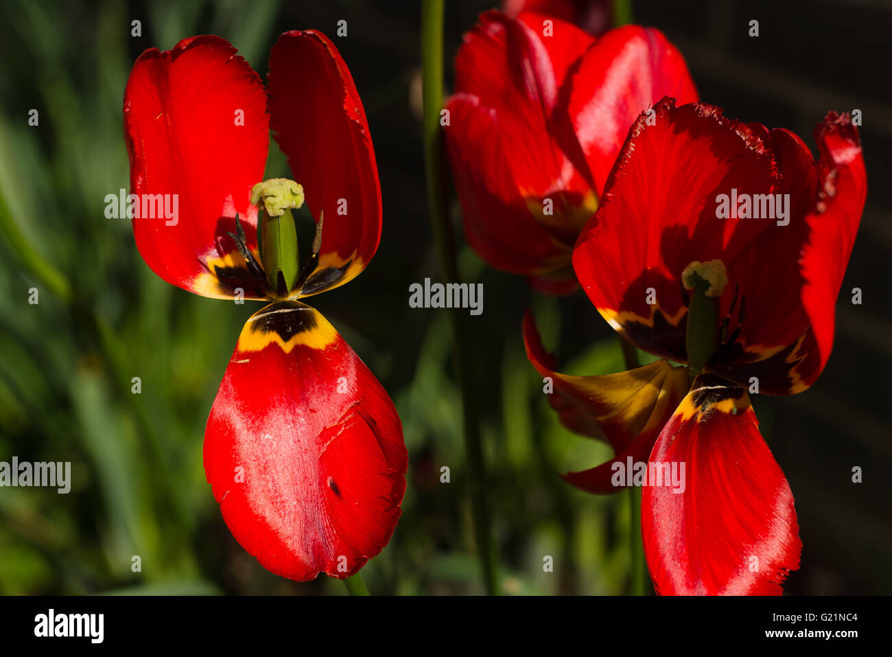 broken red tulips in garden environment Stock Photo