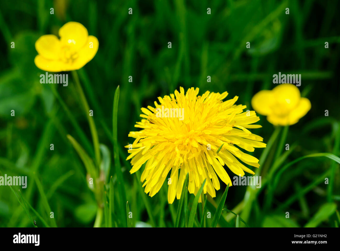 Common yellow dandelion (Taraxacum officinale) growing amongst buttercups and grass in early summer, in West Sussex, UK. Stock Photo