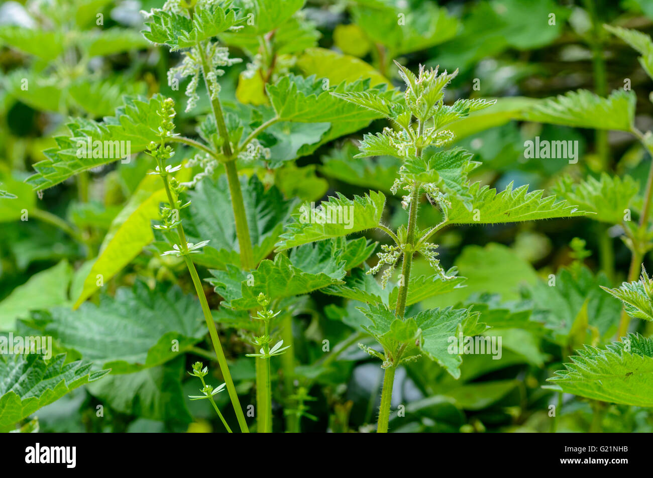 Common Stinging Nettles (Urtica dioica) in Spring in West Sussex, England, UK. Stock Photo