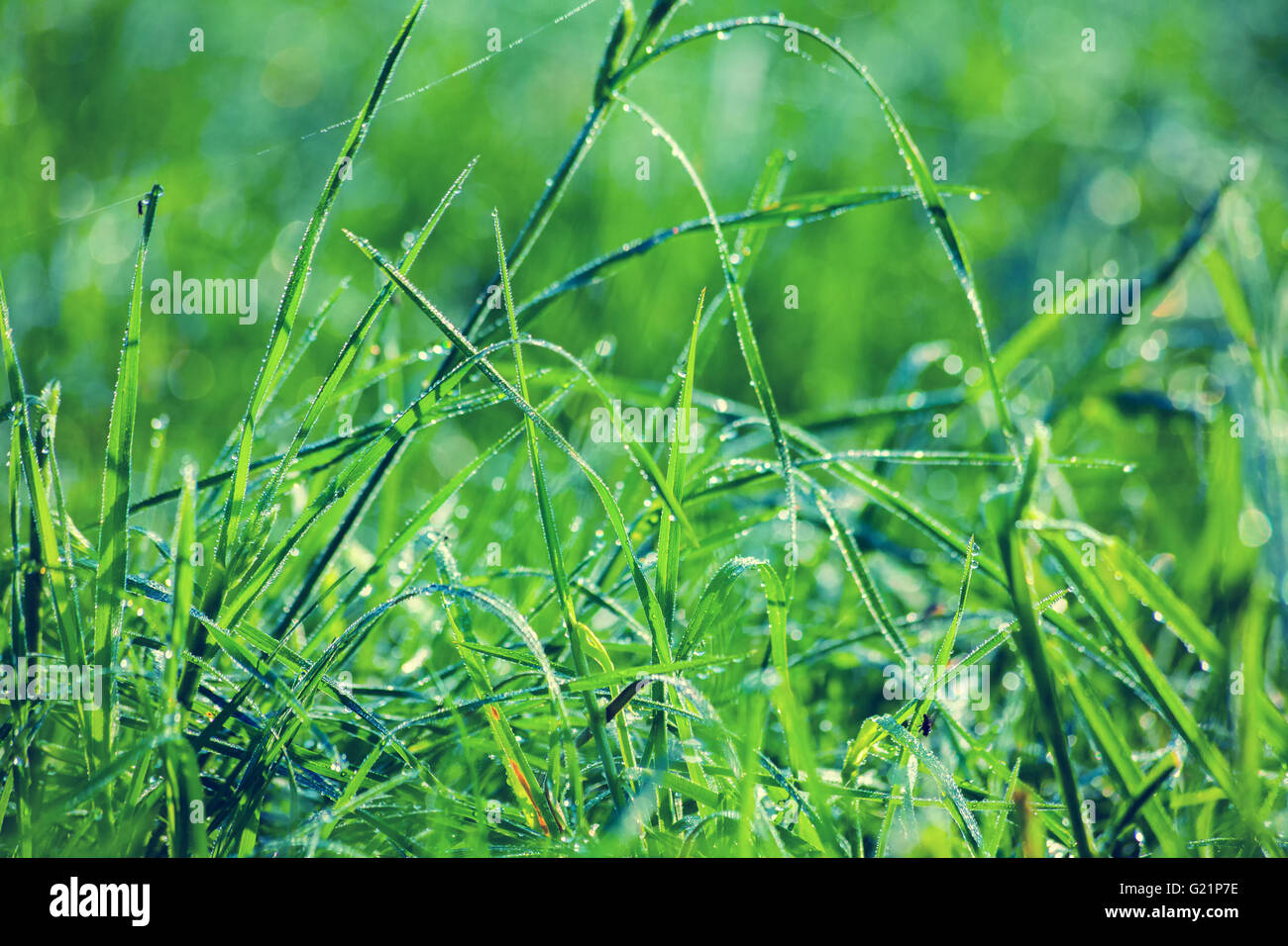 Wet green lawn after rain Stock Photo Alamy