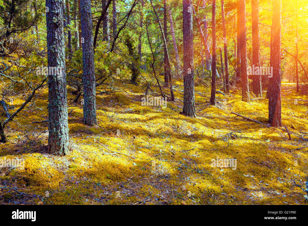 Fairy tale dreamy foggy forest hi-res stock photography and images - Alamy