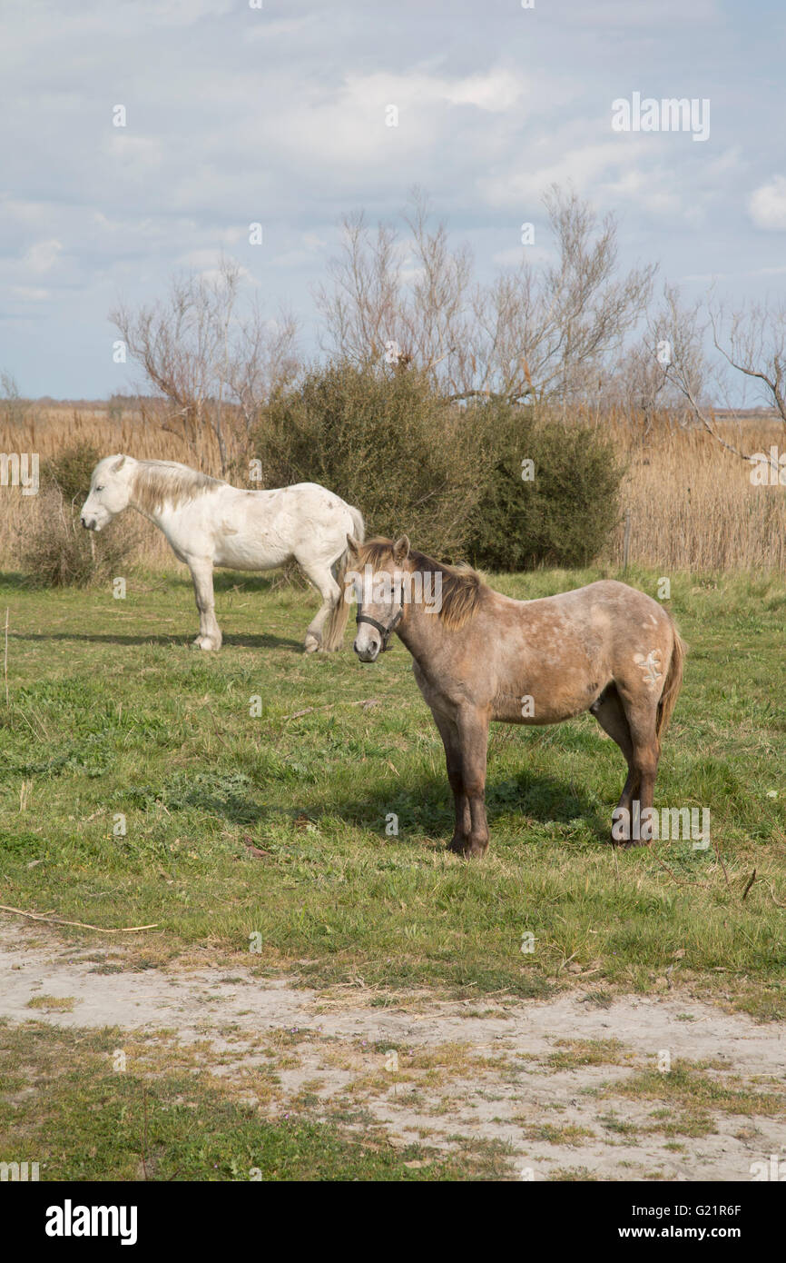 Horses in National Park of Camargue, Provence, France Stock Photo