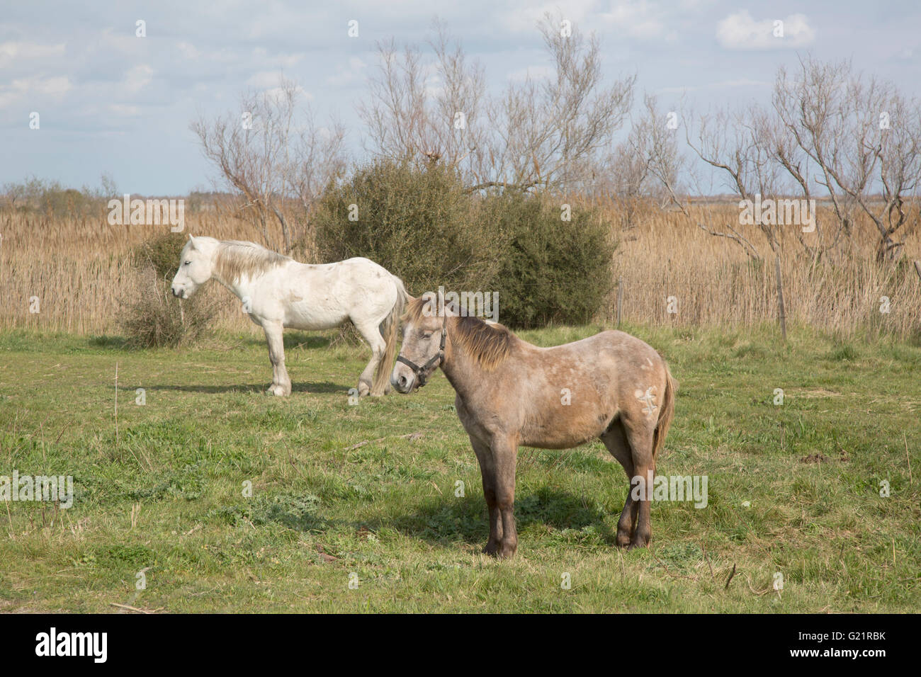Horses in National Park of Camargue, Provence, France Stock Photo