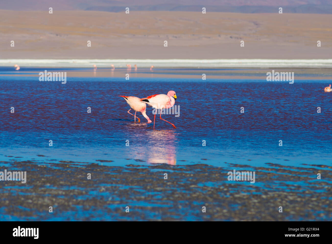 Group of pink flamingos in the colorful water of 'Laguna Colorada' (Multicolored Salty Lake), among the most important travel de Stock Photo