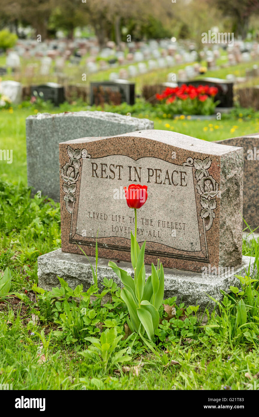 Headstone in a cemetery with one red tulip and 'rest in peace' inscription. Stock Photo