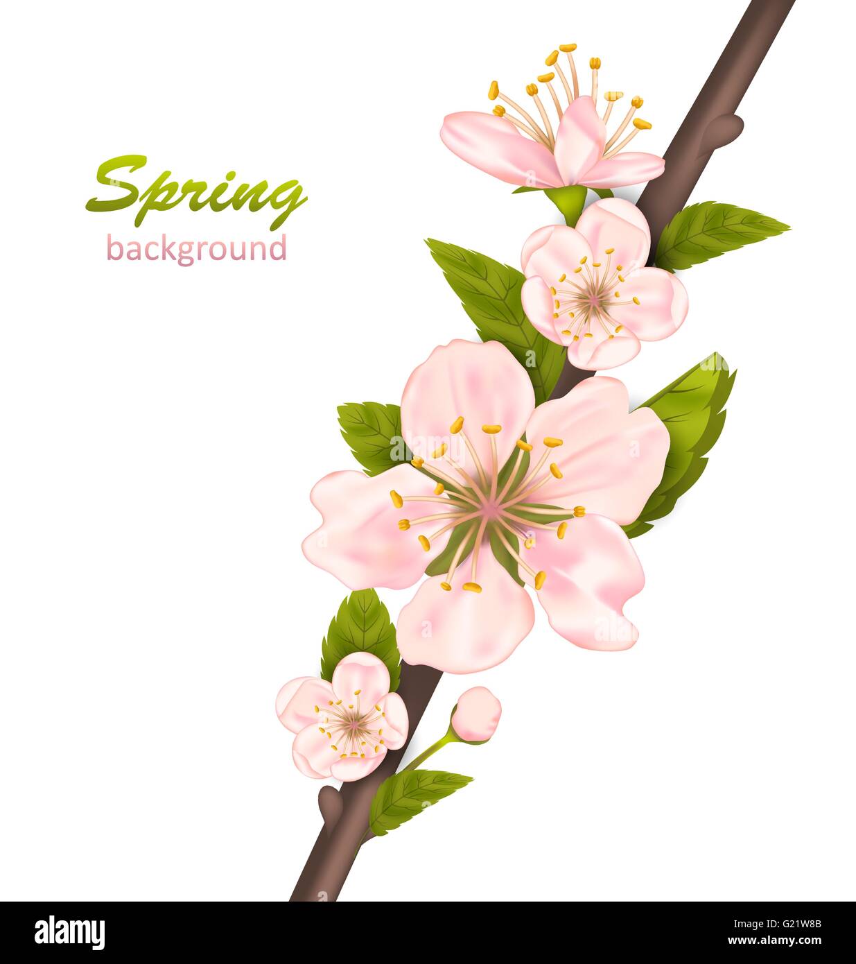 Spring Background with Cherry Blossom Stock Vector Image & Art - Alamy