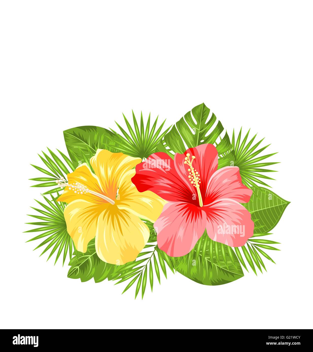 Beautiful Colorful Hibiscus Flowers Blossom and Tropical Leaves Stock  Vector Image \u0026 Art - Alamy, image size:1235x1390