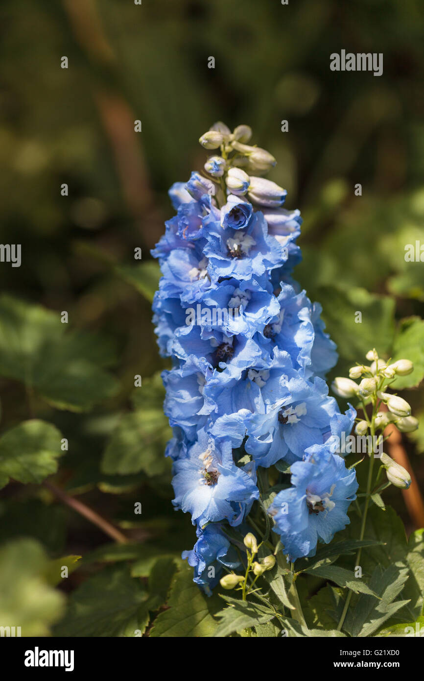 Delphinium blue bird flowers blooms in a botanical garden in spring. Stock Photo