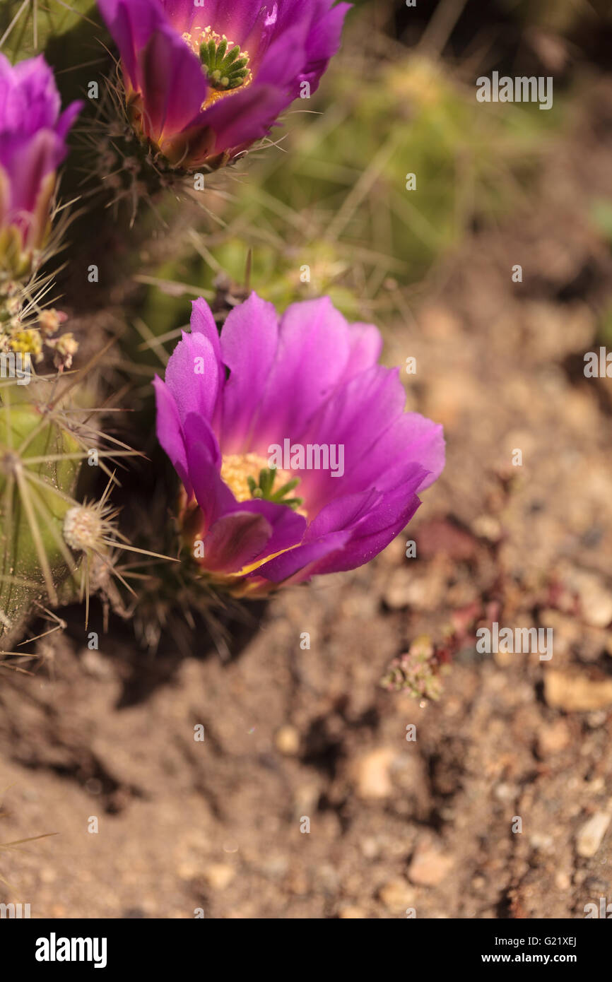 Hot pink flowers with a green stamen found on Ferocactus emoryi blooms on a cactus in Arizona. Stock Photo