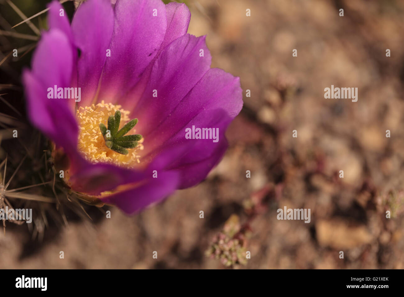 Hot pink flowers with a green stamen found on Ferocactus emoryi blooms on a cactus in Arizona. Stock Photo