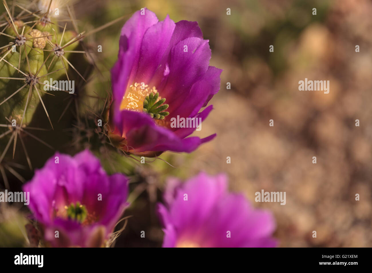 Hot pink flowers with a green stamen found on Ferocactus emoryi blooms