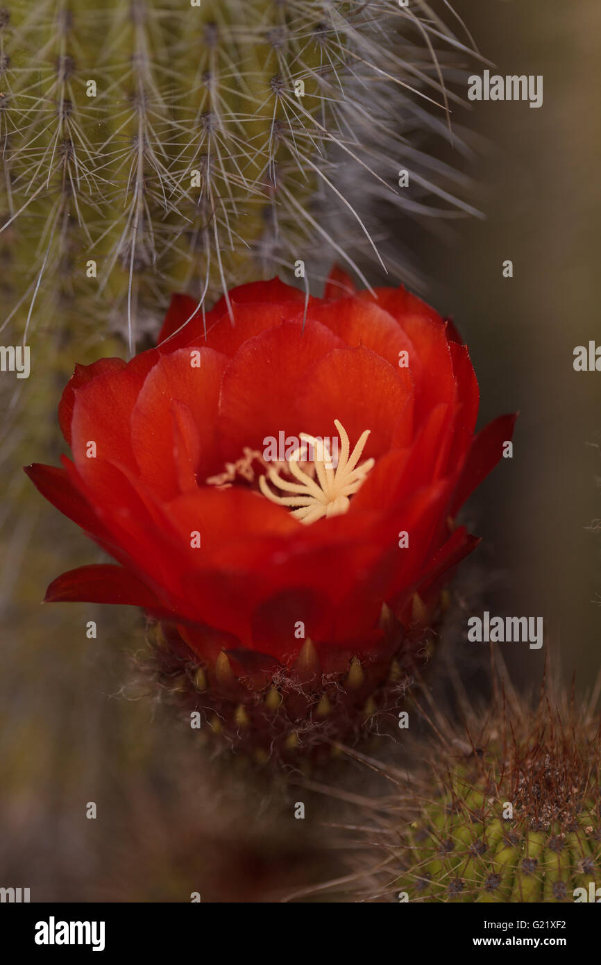 Red orange flower blooms on Trichocereus grandiflorus cactus in the desert. Stock Photo