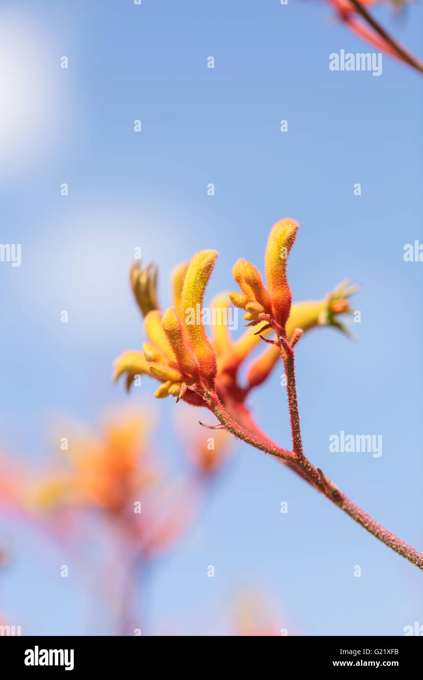 Yellow, orange and red Tall Kangaroo Paws flowers Anigozanthos flavidus blooms in a botanical garden in Australia Stock Photo