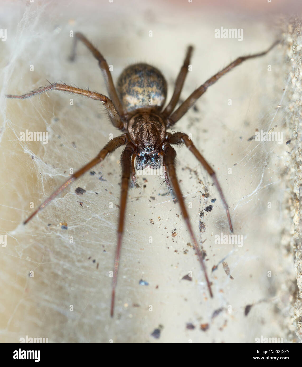 Liocranum rupicola is a species of spider in the Liocranidae family. It is found in Europe and Russia. Sprider waiting in web fo Stock Photo