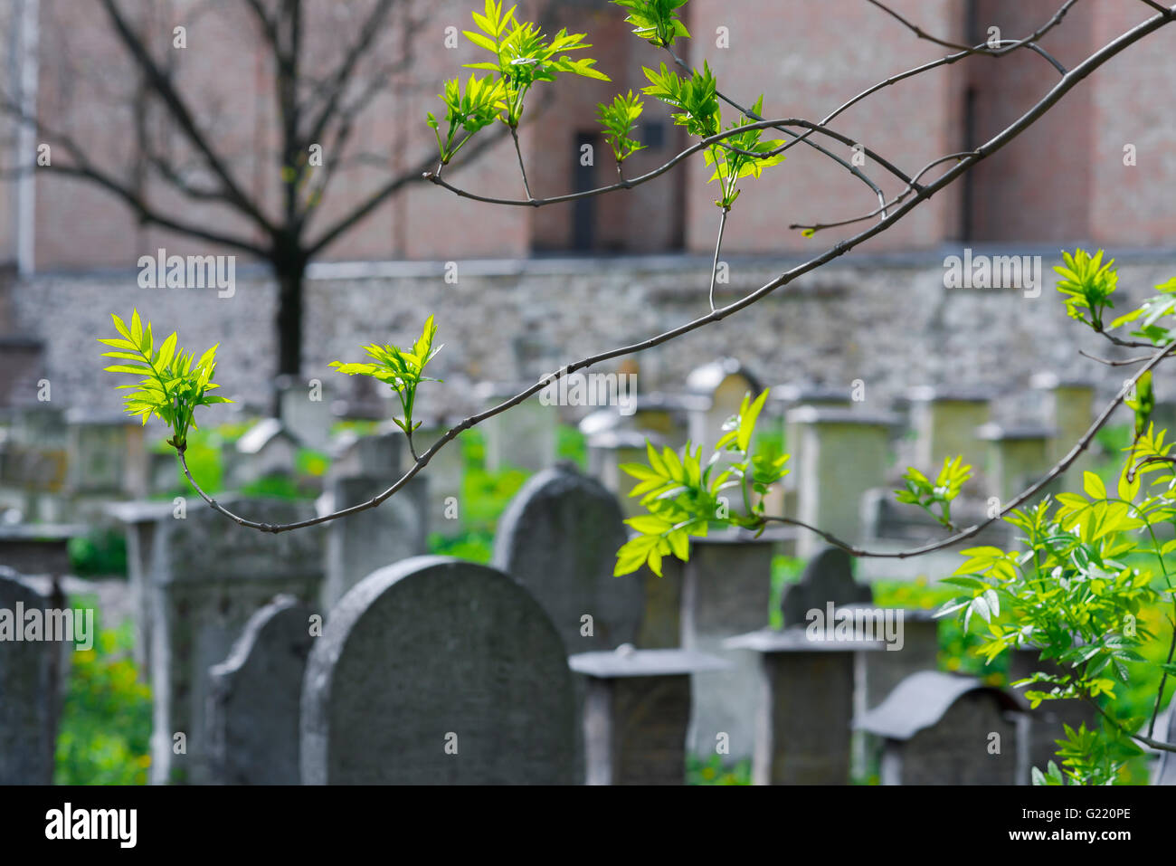 Life death, view of spring foliage in a cemetery, Poland, Europe. Stock Photo
