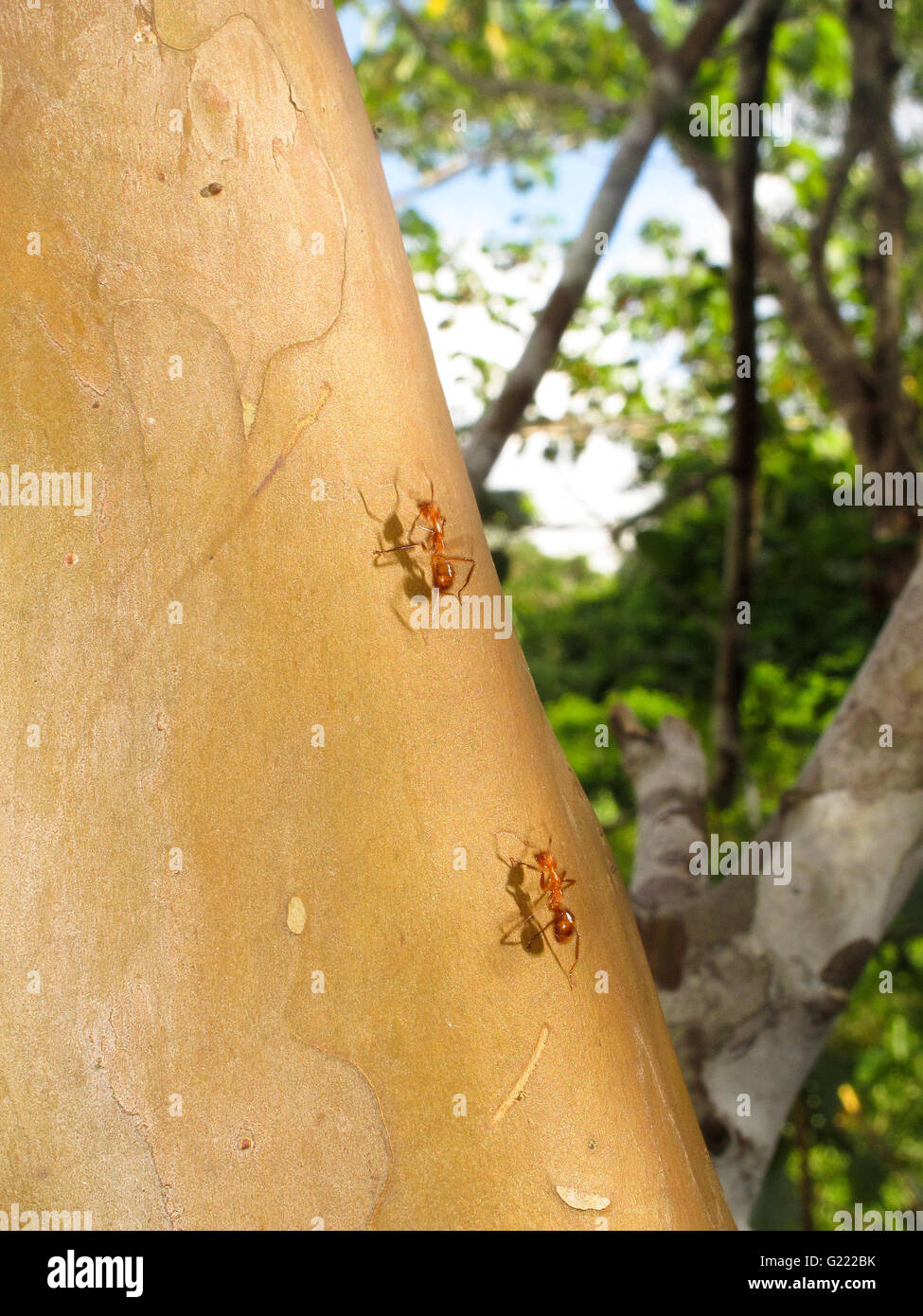 Ants. Remoyacu. Amazon peruvian. Peru Stock Photo
