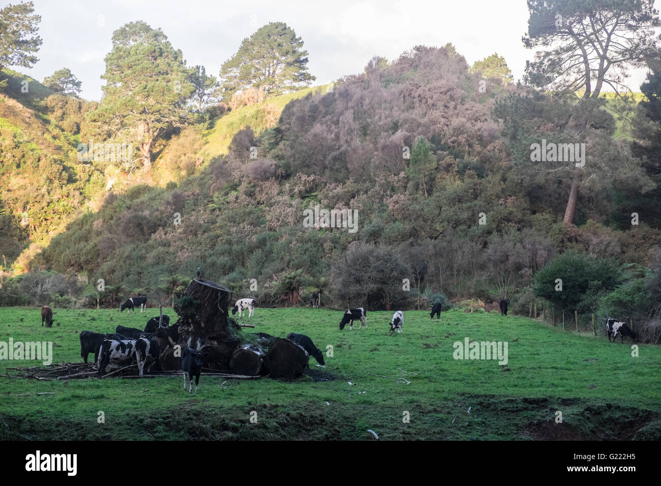 New Zealand | Cows grazing Stock Photo - Alamy