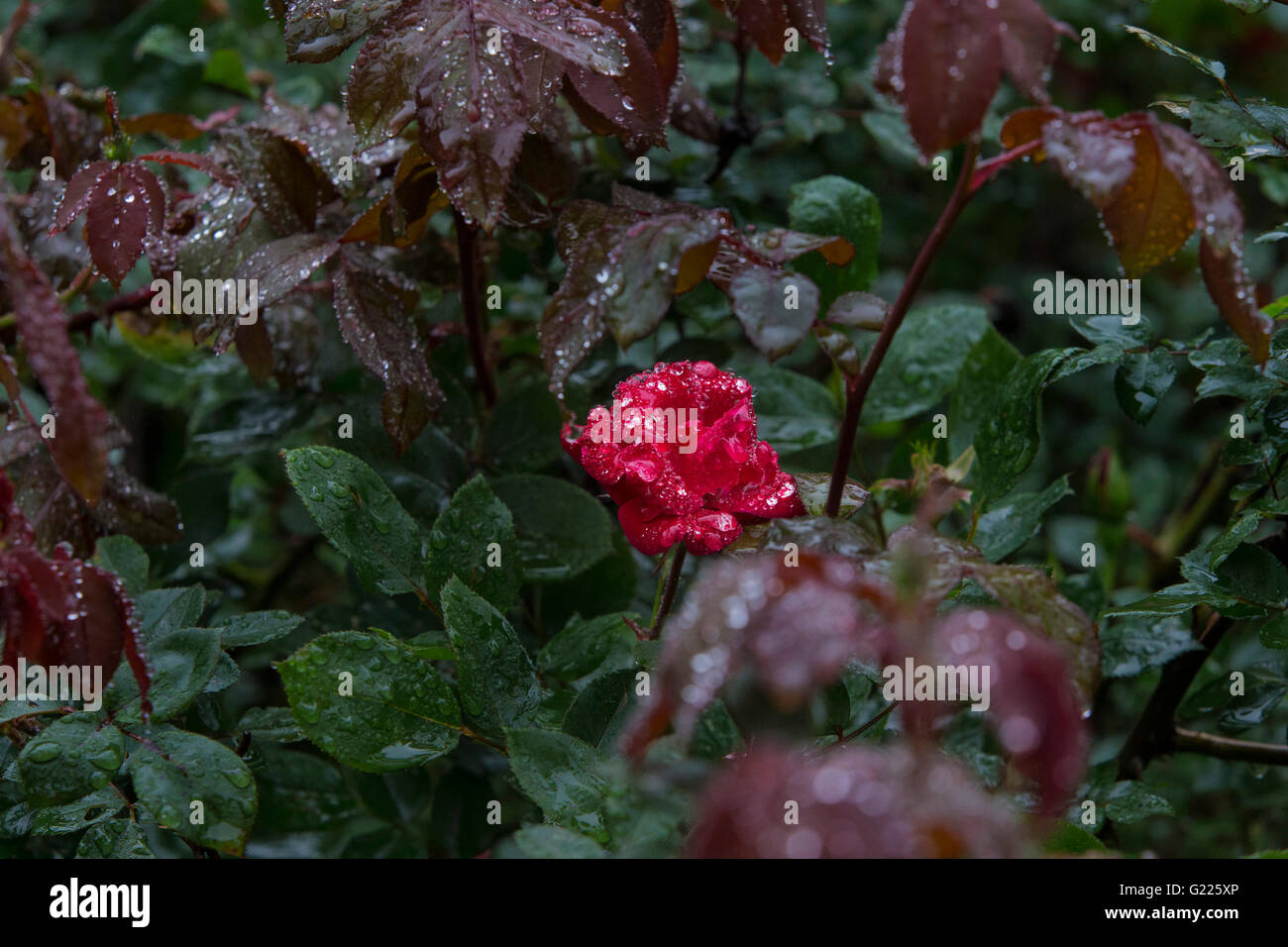 A lonely rose. Stock Photo