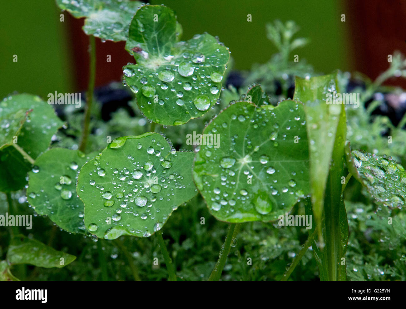 Nasturtiums. Stock Photo